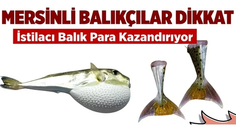 İstilacı Balon Balığı Para Kazandırıyor
