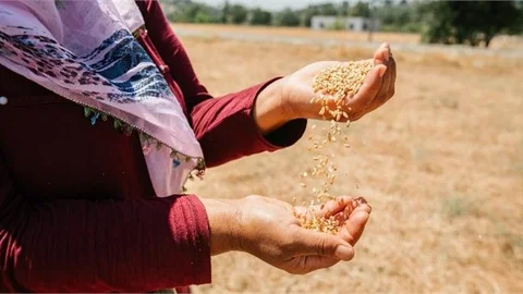 Büyükşehir’in Dağıttığı Ata Tohumlarının Hasadı Başladı