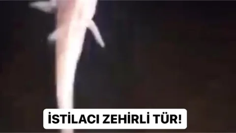 Mersin Silifke’de Zehirli Balık!