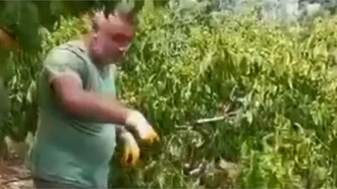 "PAZARDA 25-30, DALINDA PARA ETMİYOR" DİYEN ŞEFTALİ YETİŞTİRİCİ, MEYVELERİ YERE DÖKÜYOR