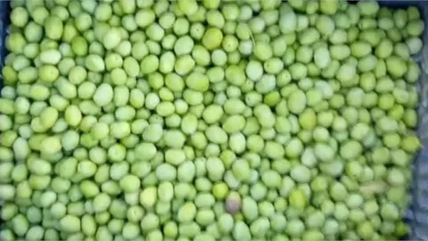 TARSUS'TA COĞRAFİ İŞARETLİ SARIULAK ZEYTİN HASADINA BAŞLANDI