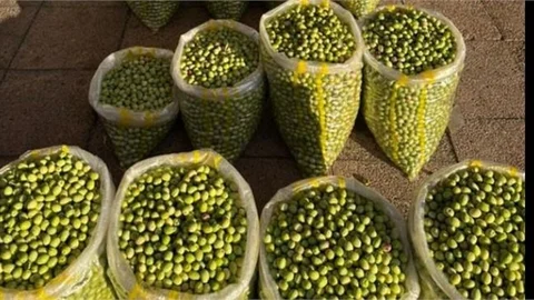 MUT'TA ZEYTİN HASADI BAŞLADI