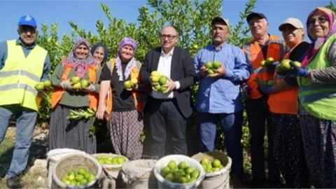 Türkiye’nin Limon Deposu Erdemli'de Hasat Sezonu Başladı