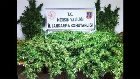 Jandarmadan Tarsus ve Çamlıyayla'da Uyuşturucu Operasyonu