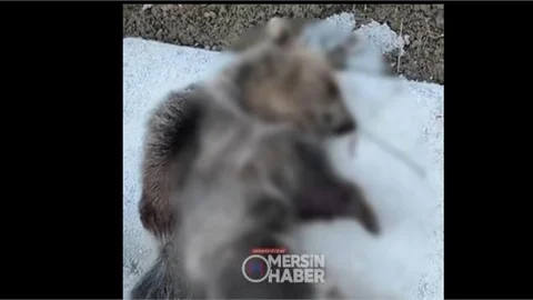 MERSİN' ARSLANKÖY'DE ARABA ÇARPAN AYI ÖLDÜ