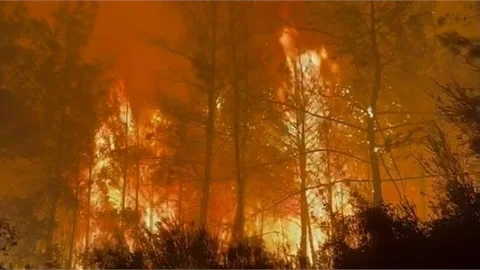 ERDEMLİ'DE ORMAN YANGINI