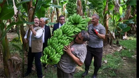 VALİ PEHLİVAN, ANAMUR'Da MUZ HASADI GERÇEKLEŞTİRDİ