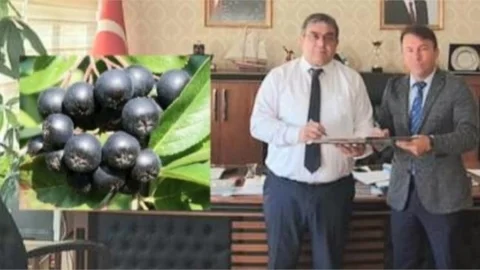 Çamlıyayla'da Aronya Bitkisi Yetiştirilecek