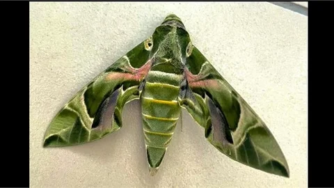 Nadir Görülen Mekik Kelebeği Erdemli Final Okulları’nda Görüntülendi