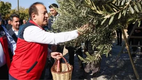 VALİ PEHLİVAN, MUT'DA 1300 YILLIK ANIT AĞAÇ’TA ZEYTİN HASADI YAPTI