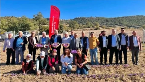 MERSİN'DE SAFRAN HASADI
