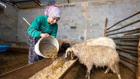 HAYVANCILIKTA GENÇ GİRİŞİMCİLERE DESTEK BÜYÜKŞEHİR’DEN
