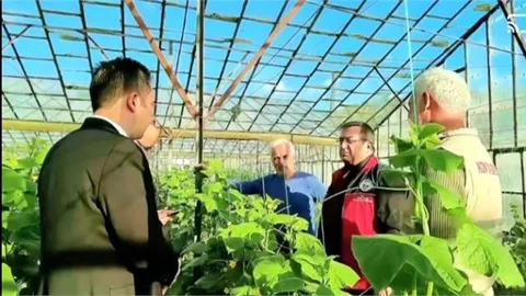 AYDINCIK'TA SALATALIK HASADI ETKİNLİĞİ