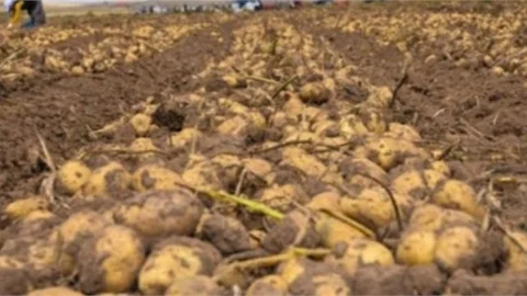 TARSUS'TA İMHA EDİLECEK