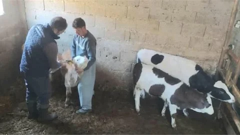 ÇAMLIYAYLA'DA KÜÇÜKBAŞ VE BÜYÜKBAŞ HAYVANLARA KÜPELEME VE AŞILAMA İŞLEMİ YAPILDI