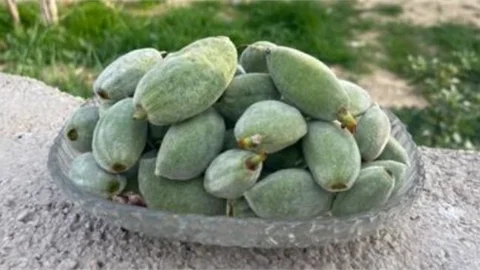 MERSİN'DE SEZONUN İLK ÇAĞLA BADEMİ HASADI YAPILDI