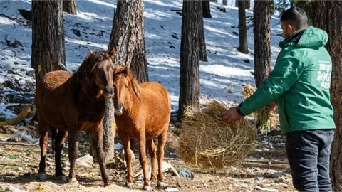 DOĞANIN ASİL SAKİNLERİ YILKI ATLARINI BÜYÜKŞEHİR EKİPLERİ BESLİYOR