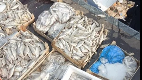 TARSUS’TA SAĞLIKSIZ KOŞULLARDAKİ 16 KASA BALIK İMHA EDİLDİ