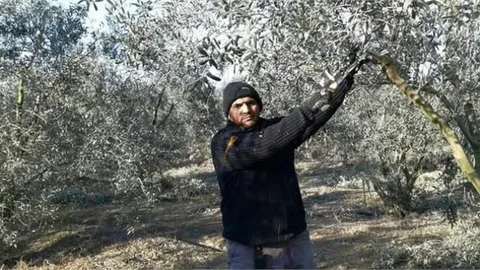 Mersin, Türkiye’nin En Çok Zeytin Ağacına Sahip 8. İli Oldu