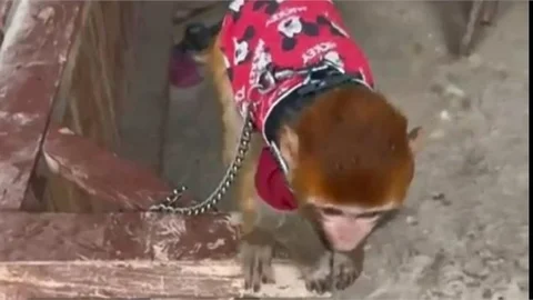 Tarsus’ta Ele Geçirilen Maymun NECO ve Sincaplara Devlet El Koydu!