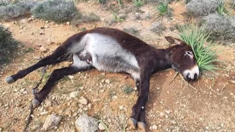 DOĞUM YAPACAKTI, VAHŞİCE KATLETTİLER