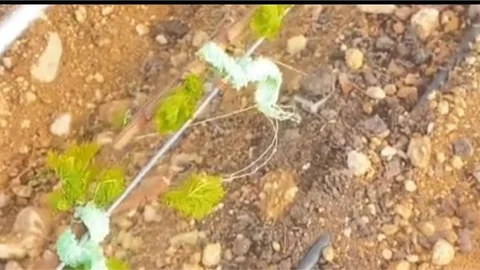 FİLİZLER NAYLONLA SARILARAK KORUMA ALTINA ALINIYOR