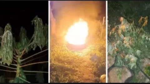 "YAKTIĞIMIZ LASTİKLER HİÇBİR İŞE YARAMIYOR. AVAKADO GİTTİ, PAPAYA YANDI, BAKLALAR BOYNUNU BÜKTÜ"