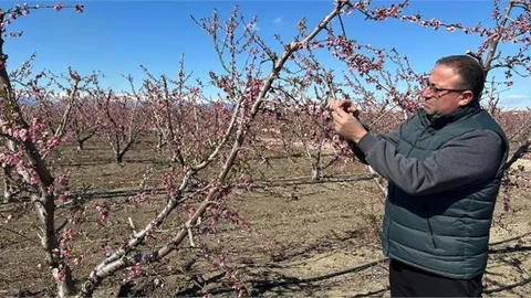 TZO BAŞKANI AVCI: "ZİRAİ DON MILYONLARCA AĞACI VE SEBZELERİ KURUTTU"
