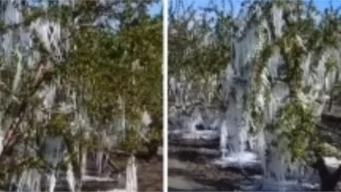 TARSUS'TA AĞAÇLAR DONDU