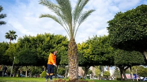 BÜYÜKŞEHİR, KENTİN SİMGESİ OLAN PALMİYELERİ ZARARLILARDAN KORUYOR