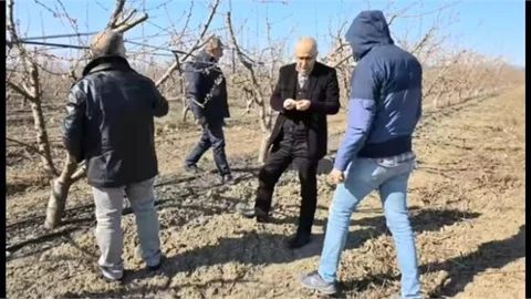 ZİRAİ DONDAN ZARAR GÖREN ALANLARDA İNCELEMELER DEVAM EDİYOR