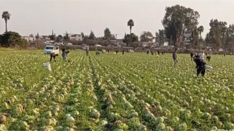 MARUL MANAVDA 25 İLA 30 TL, TARLADA PARA ETMİYOR