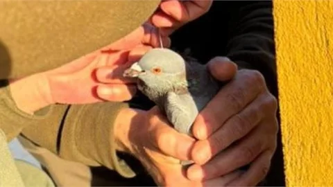 MERSİN'DE GAGASINA OLTA İĞNESİ SAPLANAN GÜVERCİN KURTARDI