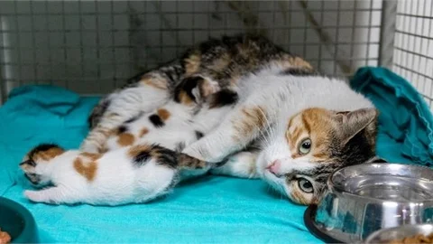 BÜYÜKŞEHİR, CAMİYE SIĞINAN ANNE KEDİ VE YAVRULARINI KORUMA ALTINA ALDI