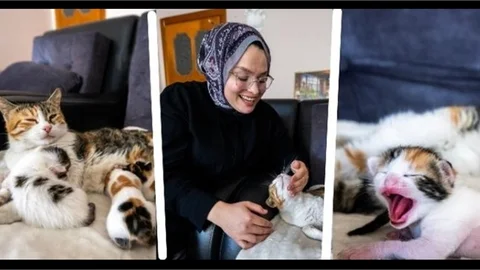 CAMİYE SIĞINAN ANNE KEDİ VE YAVRULARI BÜYÜKŞEHİR SAYESİNDE YENİ YUVASINDA