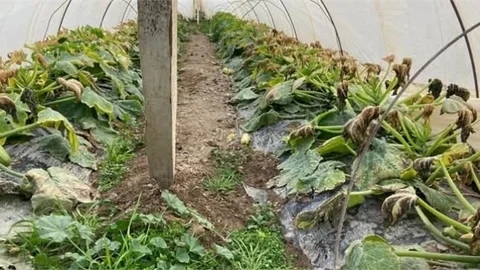 METEOROLOJİ'DEN 10'İLE ZİRAİ DON VE BUZLANMA UYARISI