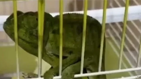 TARSUS'TA BESLENİLMESİ YASAK OLAN BUKALEMUN YAKALANDI