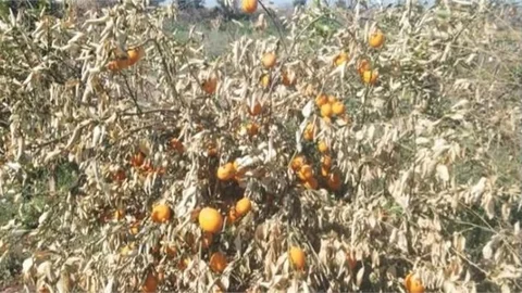 Zirai Don Tehlikesi Uyarısı