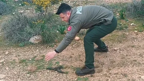 YARALI EBABİL KUŞU TEDAVİ EDILEREK, DOĞAYA SALINDI