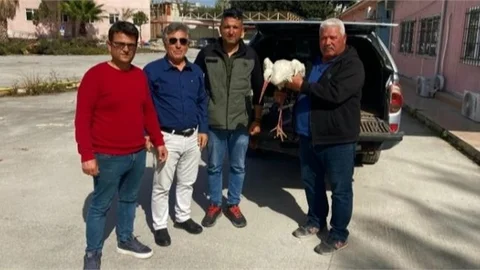 TARSUS'TA YARALI LEYLEK, ORMANCILAR TARAFINDAN KURTARILDI