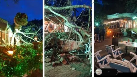 TARSUS BERDAN BARAJINDA MEKANA AĞAÇ DEVRİLDİ