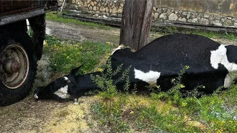 Köye Yıldırım Düştü: Büyükbaş Hayvan Telef Oldu
