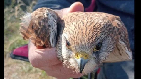 Eski Mezitli Köyü’nde Yaralı Atmaca Bulundu