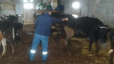 ÇAMLIYAYLA'DA ŞAP HASTALIĞI'NA KARŞI AŞILAMA ARALIKSIZ SÜRDÜRÜLÜYOR