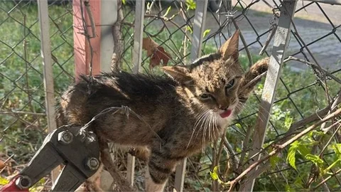 Bahçe demirine sıkışan kedi kurtarıldı