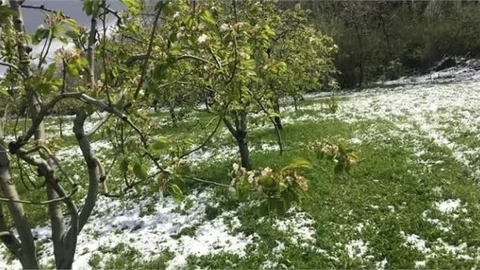 ZİRAİ DON BİRÇOK ÜRÜNÜ VURDU