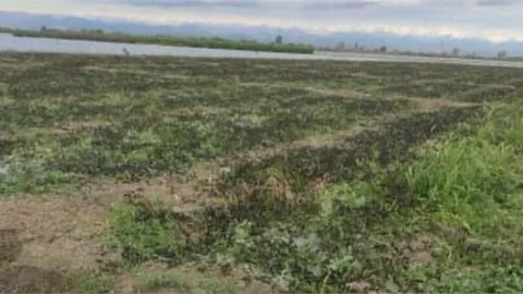 KARPUZ FİDELERİNİ DE SOĞUK VURDU