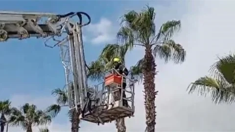 Ağaçta Mahsur Kalan Kedi Kurtarıldı