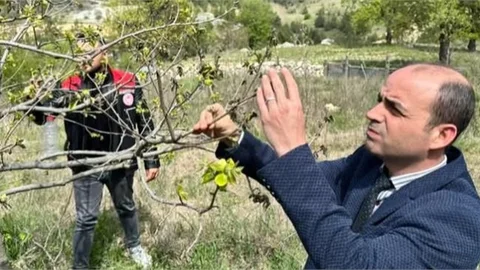 ÇAMLIYAYLA'DA ZİRAİ DONDAN ETKİLENEN BAHÇELERDE ZARAR TESPİT ÇALIŞMASI YAPILDI