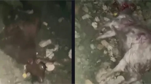 TOROSLAR AYVAGEDİĞİ'NDE KOMŞU KÖPEĞİ 6 KEÇİYİ TELEF ETTİ